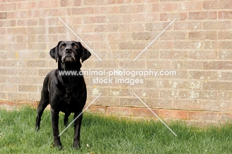 black Labrador Retriever standing near brick wall