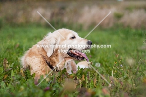 Golden Retriever outdoors, lying down in field