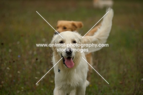 golden retriever smiling, tongue out