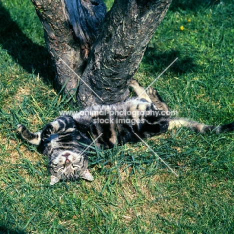 cat playing and rolling in grass