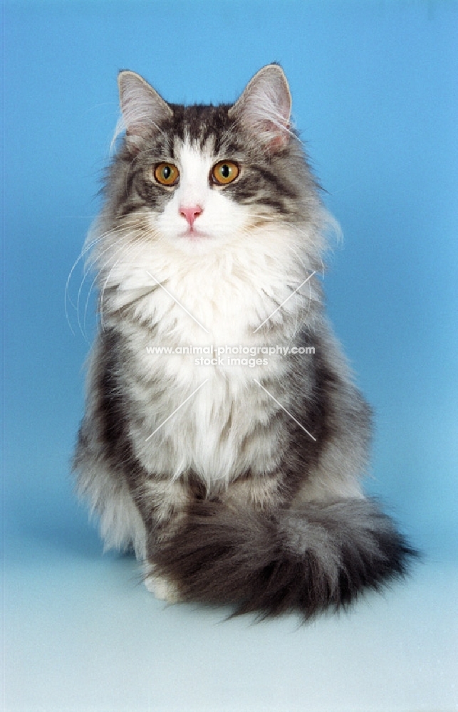 silver tabby and white Norwegian Forest cat, sitting down