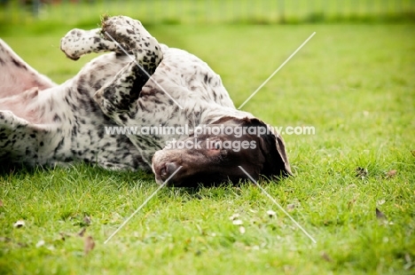 German Shorthaired Pointer (GSP) rolling