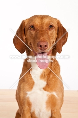 Mongrel, tongue out, panting