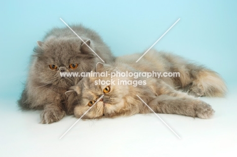 blue and blue cream persian cat, lying together