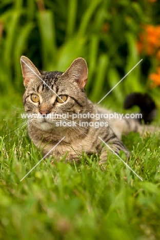 tabby cat on grass