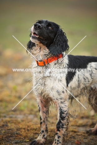 English Springer Spaniel standing in a field