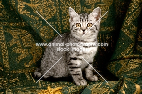 kitten on fabric