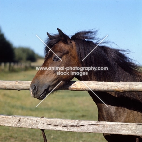 welsh mountain pony looking over fence