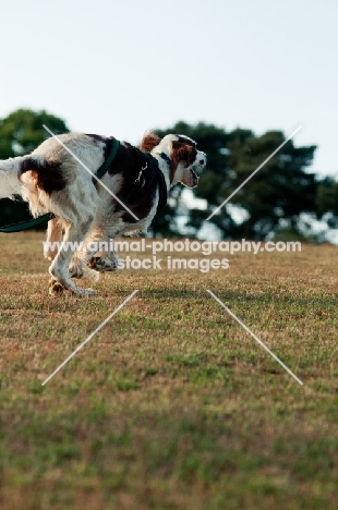 Irish red and white setter running