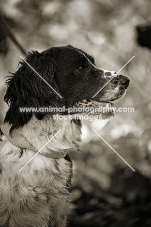 english springer spaniel profile