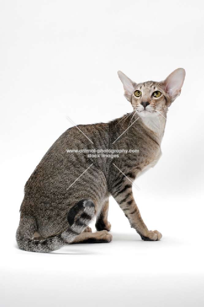 Oriental Shorthair in studio