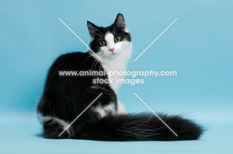 black and white Norwegian Forest cat, back view