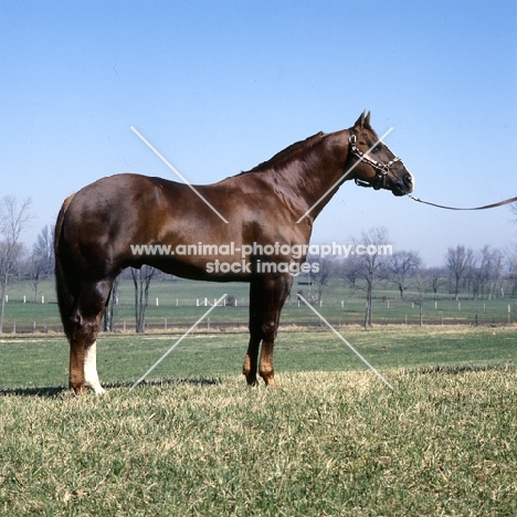 quarter horse in usa