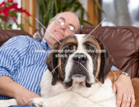 Man asleep next to his Saint Bernard