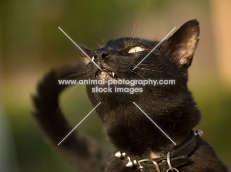 black cat looking up