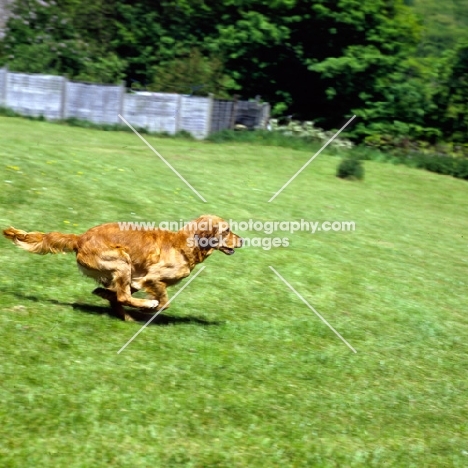 working type golden retriever running in a field