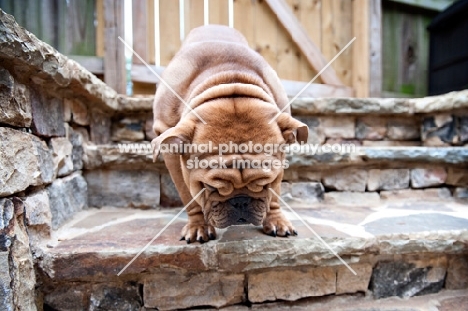 detail shot of forehead wrinkles on bulldog