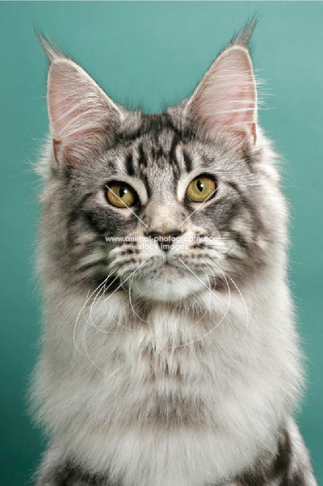 Silver Classic Tabby Maine Coon, green background, portrait