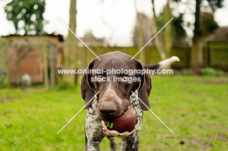 German Shorthaired Pointer (GSP) with ball