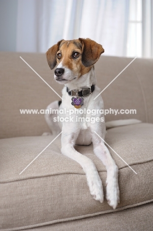 Alert Beagle Mix lying on couch.