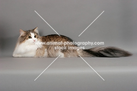 Norwegian Forest cat lying down on grey background, brown mackerel tabby & white