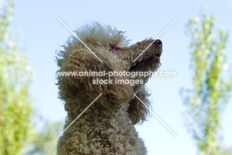 standard poodle, looking up