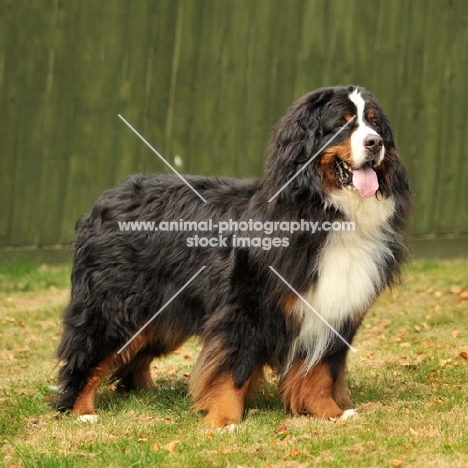 Bernese Mountain Dog