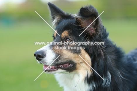 Border Collie portrait