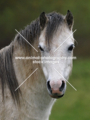 Welsh Mountain Pony (Section A) portrait