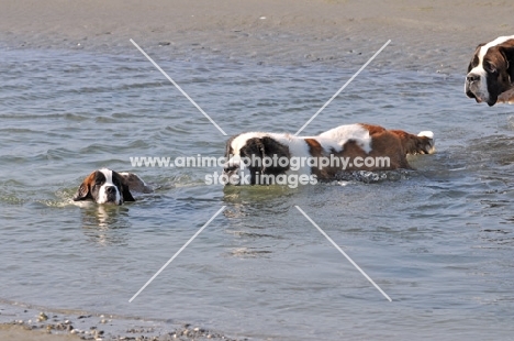 Saint Bernards in water