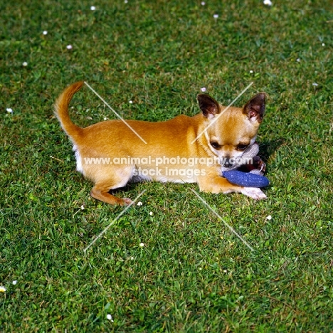 champion smooth coat chihuahua lying with toy on grass