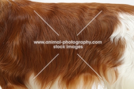 Welsh Springer Spaniel red and white coat