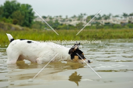 Toy Fox Terrier walking into water