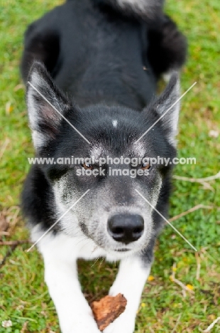 Husky Crossbreed on grass