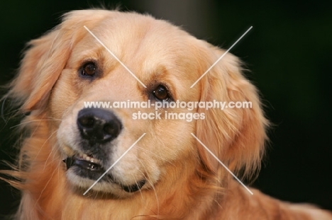 Golden Retriever portrait