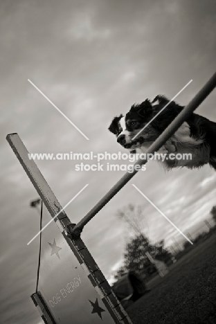 australian shepherd jumping over an obstacle in an agility course