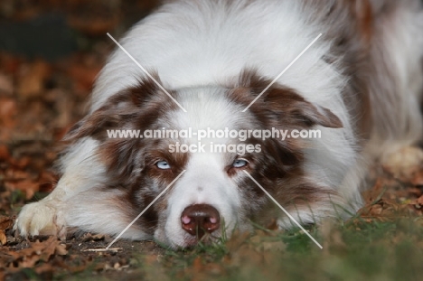 Border Collie lying down