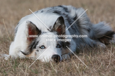 Border Collie lying down on dry grass