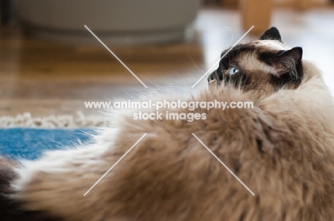 Ragdoll, lying down, back view