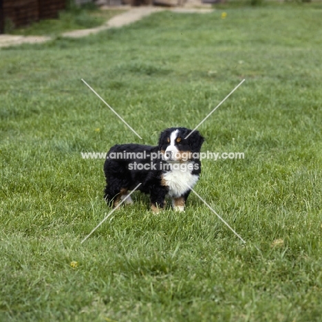 bernese mountain dog puppy