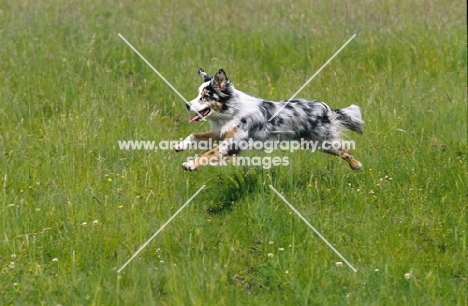 australian shepherd in flying galipp