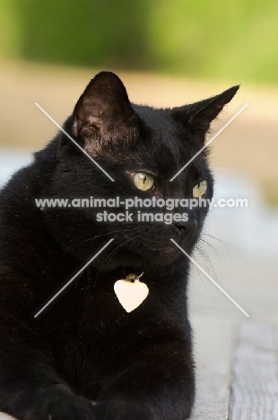 black cat wearing name tag