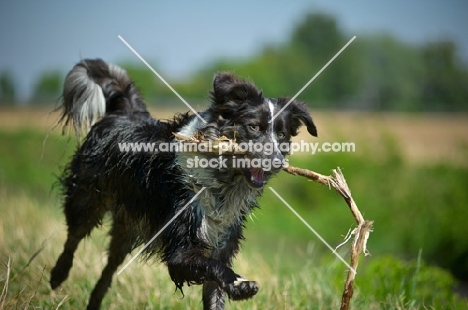 blue merle australian shepherd running with a bih stick in her mouth