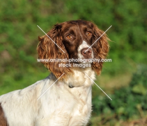 English Springer Spaniel