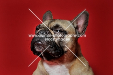 French Bulldog