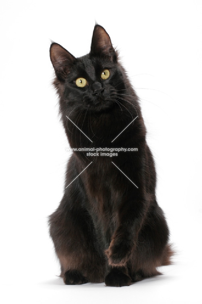 black Turkish Angora cat,