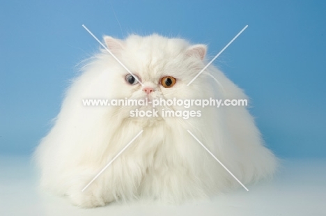 odd eyed white Persian, lying down