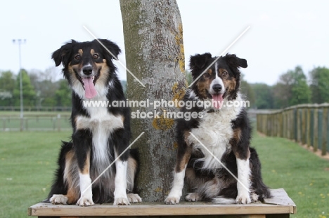 two Border Collies near tree