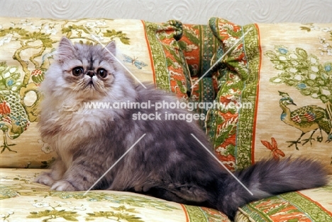 Persian on sofa