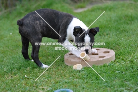 Boston Terrier puppy playing with intelligence toy